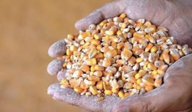 TMO arpa mısır ihalesini yaptı 19 Ocak'ta da buğday ithalatı için ihale yapacak