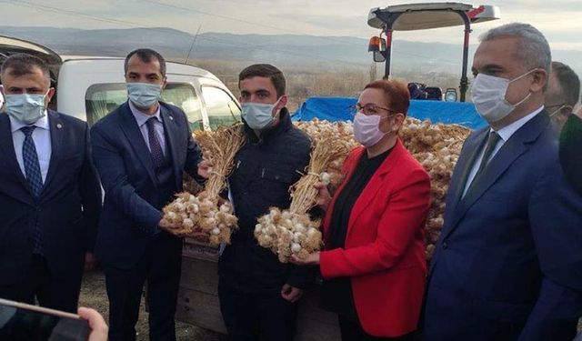 Bakan Yardımcısı Işıkgece sarımsak tohumluğu dağıtımı yaptı