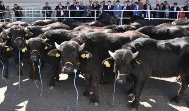 Damızlık manda düve yetiştiriciliğine yüzde 50 hibe desteği! Kimler nasıl yararlanacak?