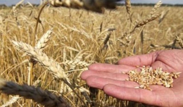 Hububat ve yem bitkileri desteği ödemeleri başladı çiğ süt haftaya kaldı!