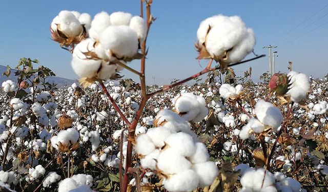 May Tohum'un geliştirdiği pamuk tohumları ABD'de koruma altına alındı!
