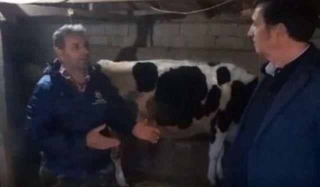 Tarım Kredi'ye olan borçlarını ödemek için ineklerini satmak istiyor ama müşteri bulamıyor!