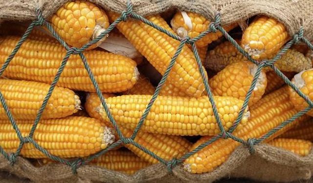 TMO'nun 235 bin ton mısır ithalat ihalesi sonuçlandı