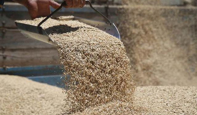 TMO piyasada tonu 1650-1770 lira aralığında olan arpayı 1525 liradan satıyoruz!