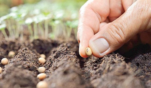 Türkiye 2020 yılı tohum ihracat ve ithalat rakamları!