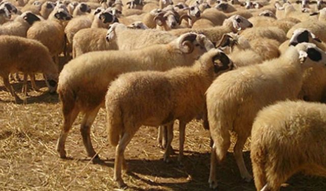 3 yıldır koyunculuk yapan üreticiye yüzde 50 hibeli damızlık koç verilecek