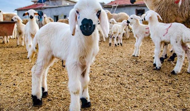 Damızlık küçükbaş hayvan yatırımlarının desteklenmesine ilişkin usul ve esaslar belli oldu