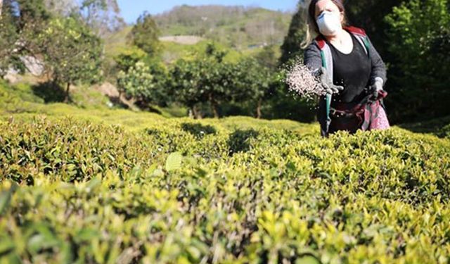 Doğu Karadeniz'de 'aşırı gübreleme' tehlikeli boyutlara geldi!