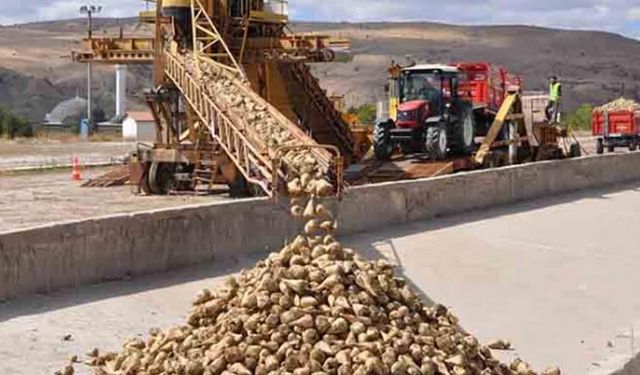 Pancar ve şeker üretiminde rekor üretim