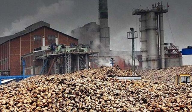 Şeker kotaları belirlendi! Kamu, kooperatif ve özel şeker fabrikaları ne kadar şeker üretecek?