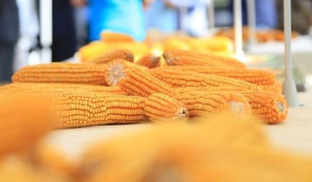 TMO mısır ithalatında 4’üncü ihalesini 18 Mart’ta yapacak!