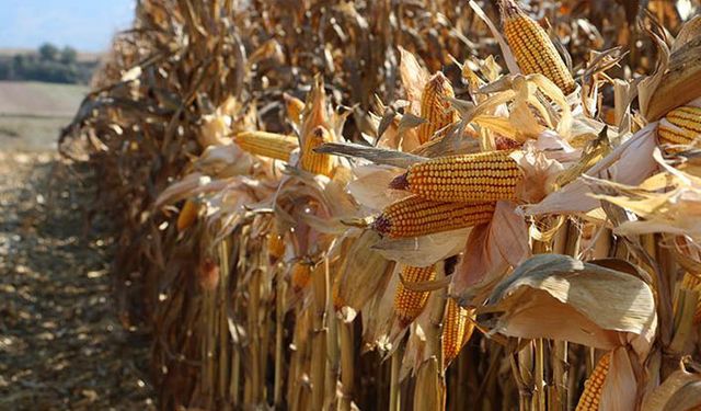 TMO'nun 115 bin ton mısır ithalat ihalesi sonuçlandı! İthal mısırın fiyatı 5 dolar arttı!