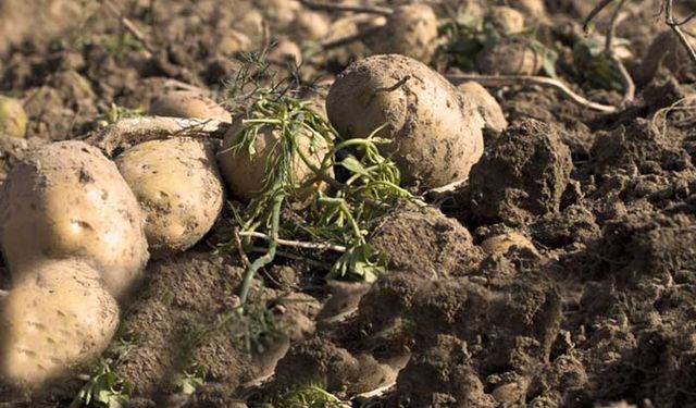 Depolardaki patates ve soğanı TMO alacak
