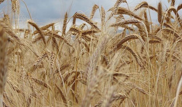 Giresun'da çiftçiye yüzde 50 hibeli korunga ve tritikale tohumu dağıtıldı