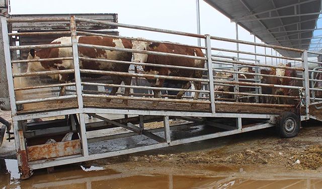 Hayvancılıkla ilgili SPK'dan çıkan acı rakam: Anaç hayvanları hastalandırdılar yerine hayvan ithal ettiler!