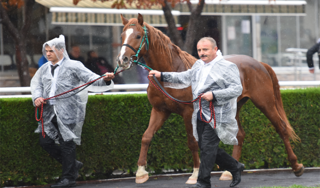 Tay satışından yıllık gelir 22.8 milyon TL