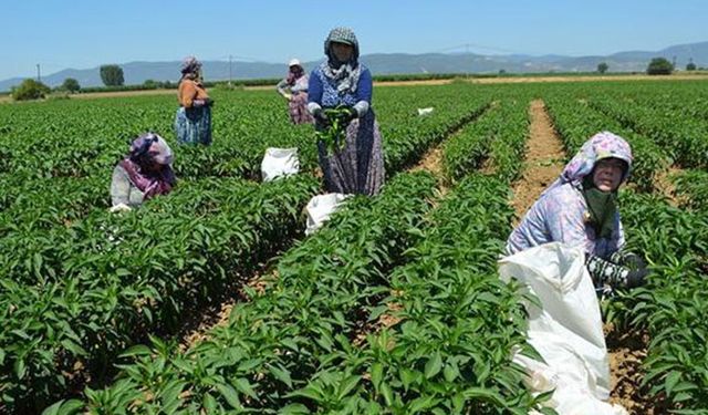 TKDK: 949 proje için 369 milyon TL destek