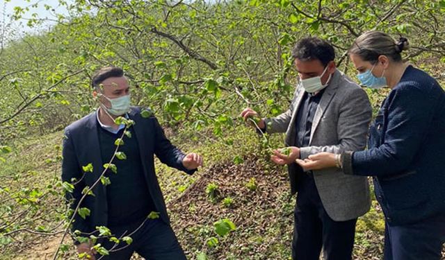 TMO'nun fındık teknik ekibi fındık bahçelerinde incelemelerde bulunuyor
