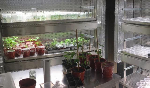 Tohumda ıslah süresini 15 yıldan 5 yıla indiren yerli çözüm!