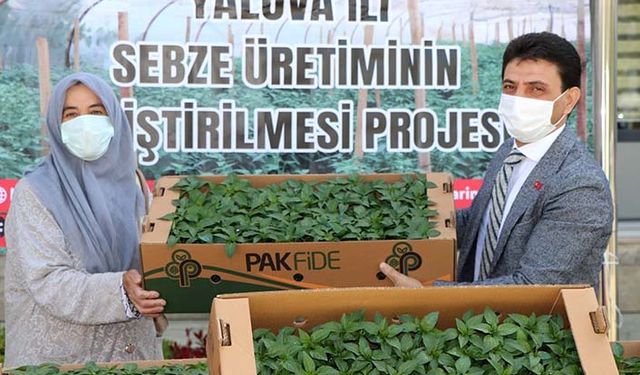 Yalova'da çiftçiye yüzde 75 hibeli sivri sürmeli biber fidesi dağıtıldı