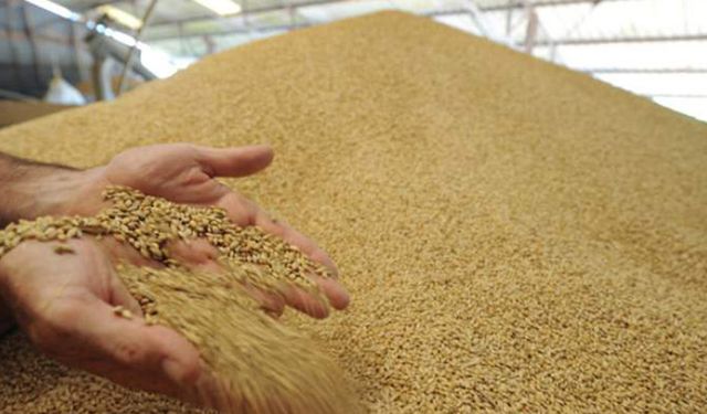 Yetersiz yağış buğday rekoltesini de vurdu