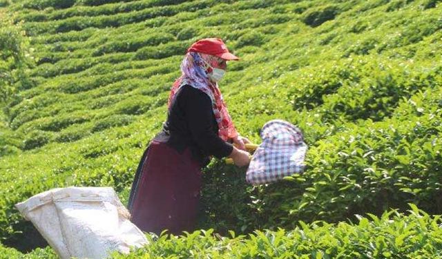 ÇAYKUR'dan açıklama: Üreticiden 1 kg daha fazla yaş çay alımı için kapasiteleri zorluyoruz