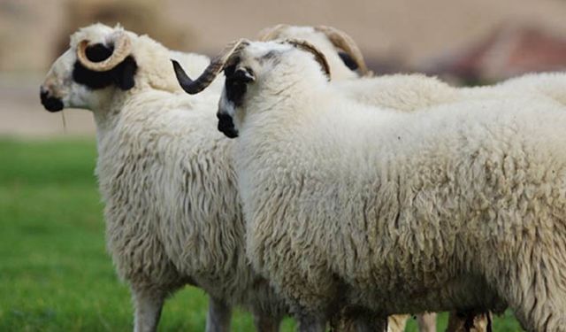 Damızlık koç hibe desteği duyurusu: Bu fırsatı kaçırmayın!