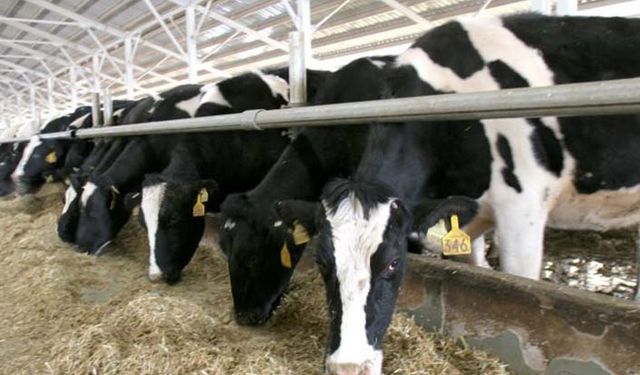 Hayvancılığa yüzde 50 hibe desteği! Destek oranları belli oldu!