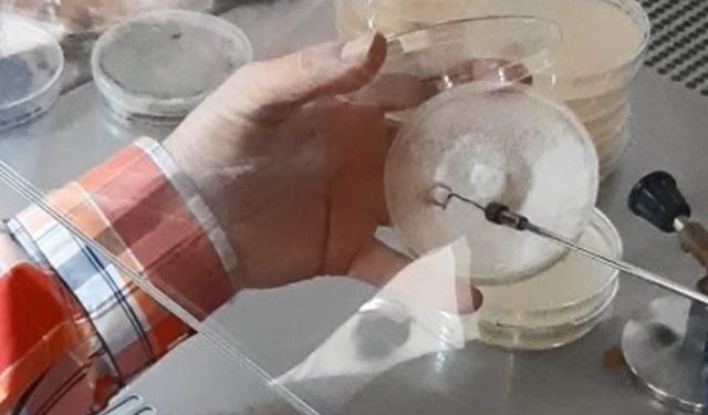 İlk kez ispatlandı kuru ekmekten biyogübre üretilecek