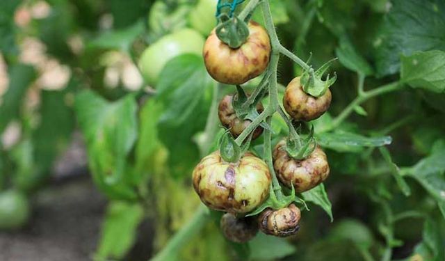 İsrail'den ithal edilen tohum virüs yaymaya başladı!