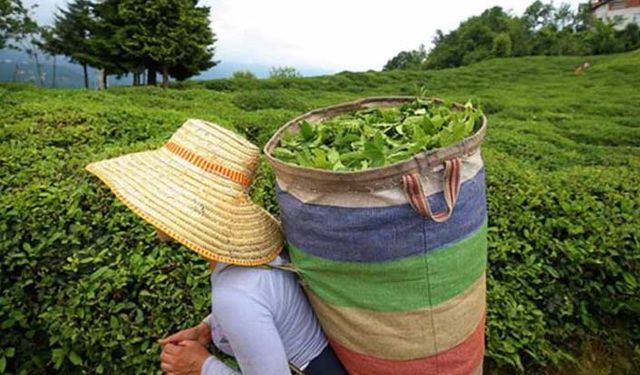 İYİ Parti: Yaş çay alım fiyatı 4.5 TL olmalı