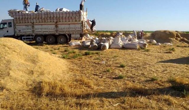 Kızıltepe Ziraat Odasından olay saman yorumu: Sap saman olayı kripto para olayına döndü!