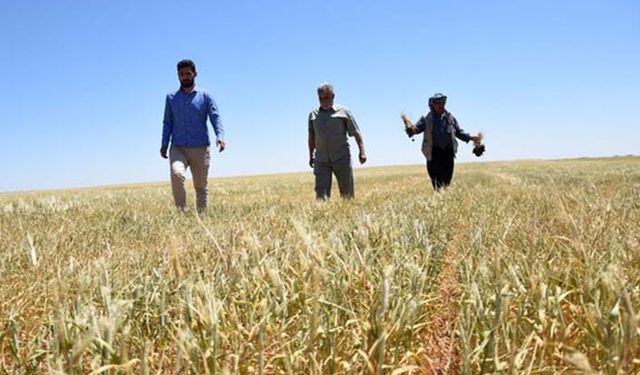 Kuraklıktan etkilenen çiftçi hükümetten bu destekleri bekliyor!