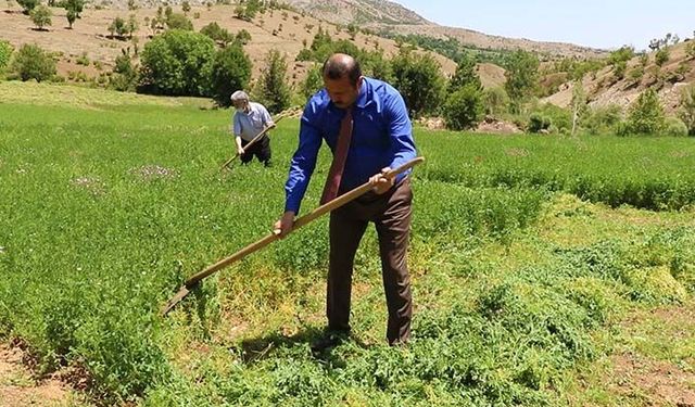 Tarım İl Müdürü çiftçilerle yonca hasadı yaptı