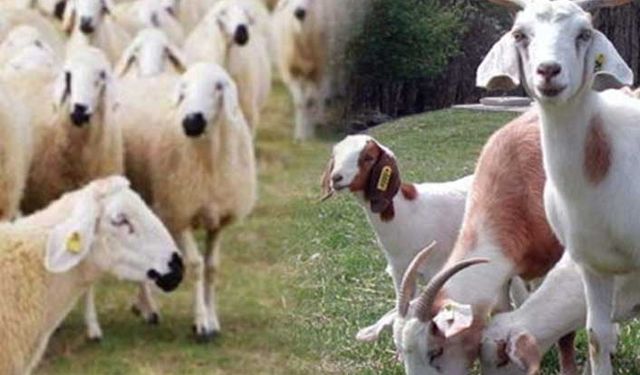 Anaç koyun keçi destekleri bu hafta ödeniyor!