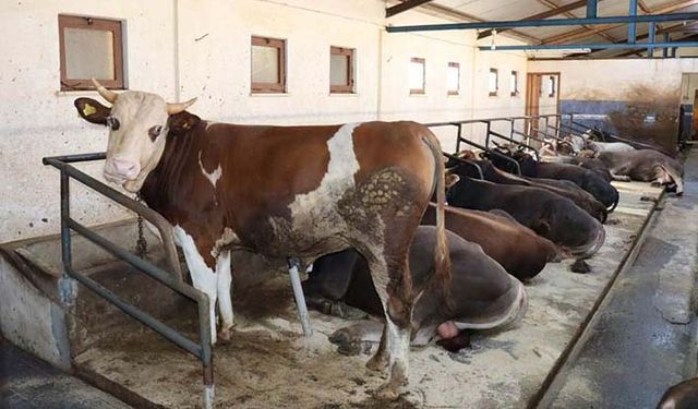 Besi desteği ile hastalıktan ari işletme desteği ödeniyor