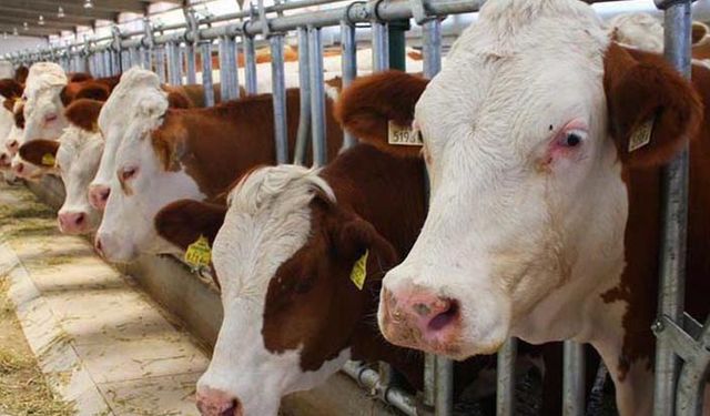 Hayvancılık yem oldu!