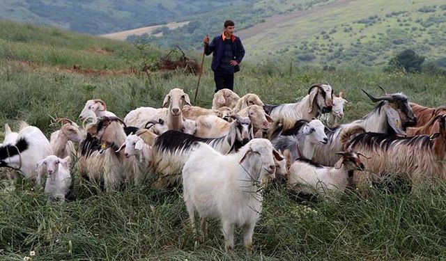 İlyasköy merası dualarla otlatmaya açıldı