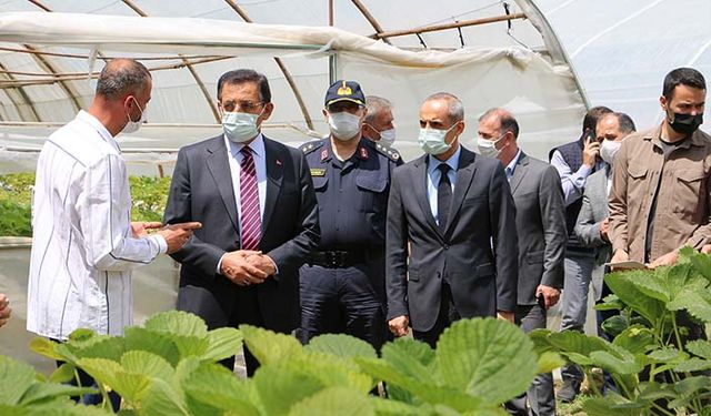 Özşahin Tarım İşletmesi Bolu dağ çileğini ıslah ederek markalaştırmak istiyor