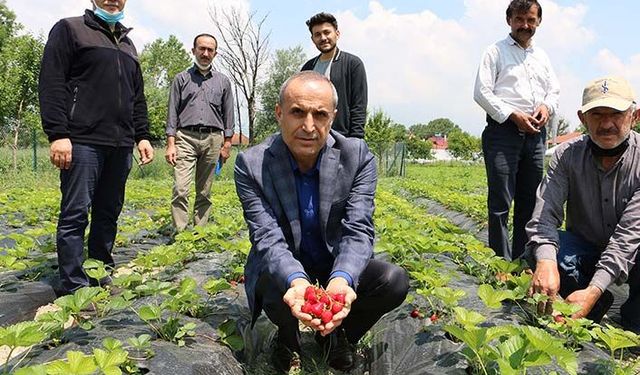 Tarım İl Müdürü hibe desteği ile kurulan çilek ve ahududu bahçelerini gezdi