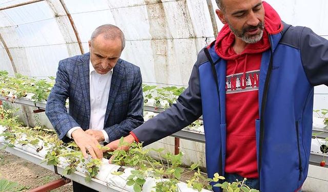 Tarım il müdürü topraksız tarımın topraklı tarıma göre farkını anlattı