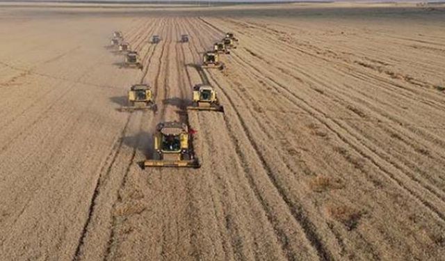 TİGEM samandan köşeyi döndü! Şimdiden kilosu 1 liraya çıktı!