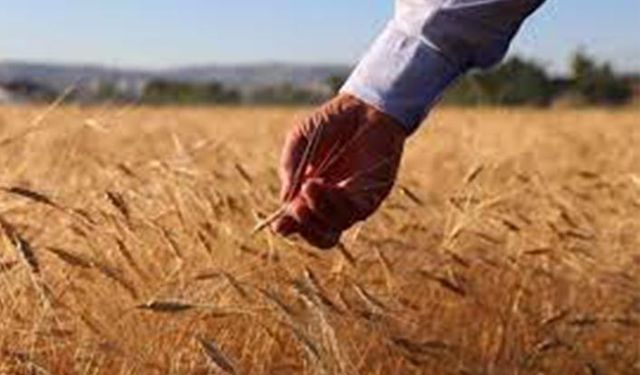 TMO arpa ve buğday ithalatı için düğmeye bastı!