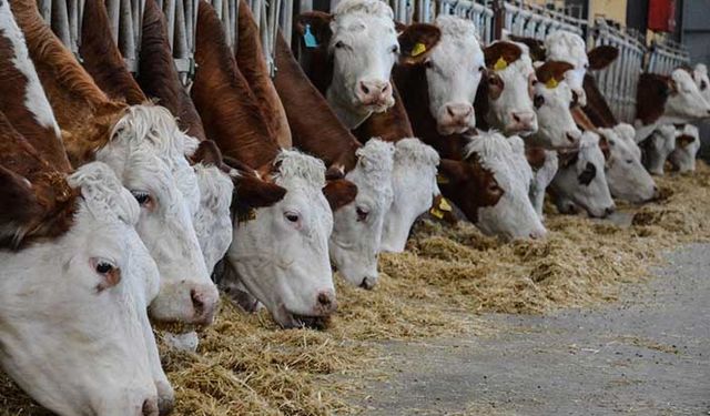 Ucuz arpada rakamlar karıştı! Bakan 200 bin ton açıkladı TMO 347 bin ton satışa çıktı