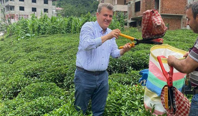 CHP’li Barut: Çay alımı kesintisiz sürmeli