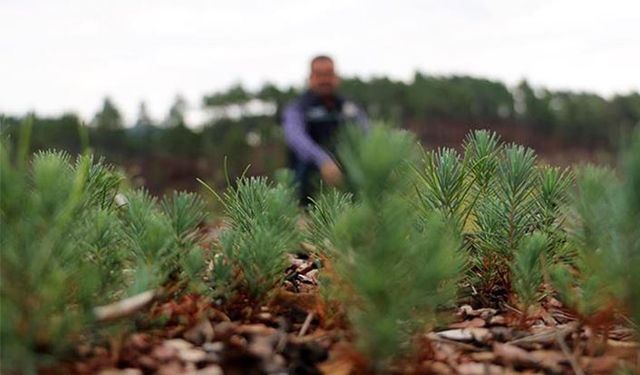Fidan dikimi için kampanya başlatan TEMA'nın internet sitesi yoğunluktan çöktü