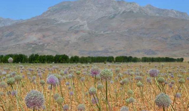 Tunceli sarımsağı çiftçiye yeni bir gelir kapısı olacak