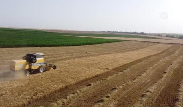 Kuraklığa dayanıklı arpa çeşidi çiftçiyi sevindirdi