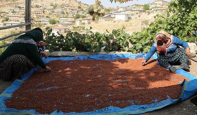 Sumak üretimi artıyor