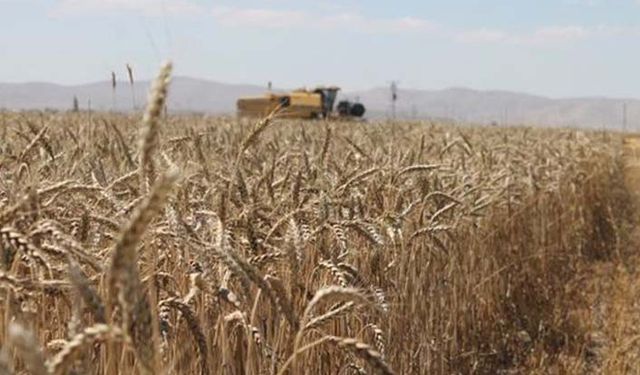 TMO arpayı 30 dolar ucuz ithal edecek